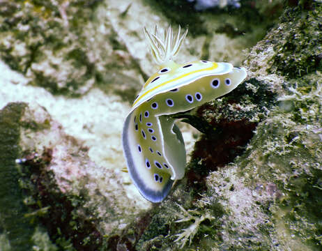 Image of Goniobranchus geminus (Rudman 1987)