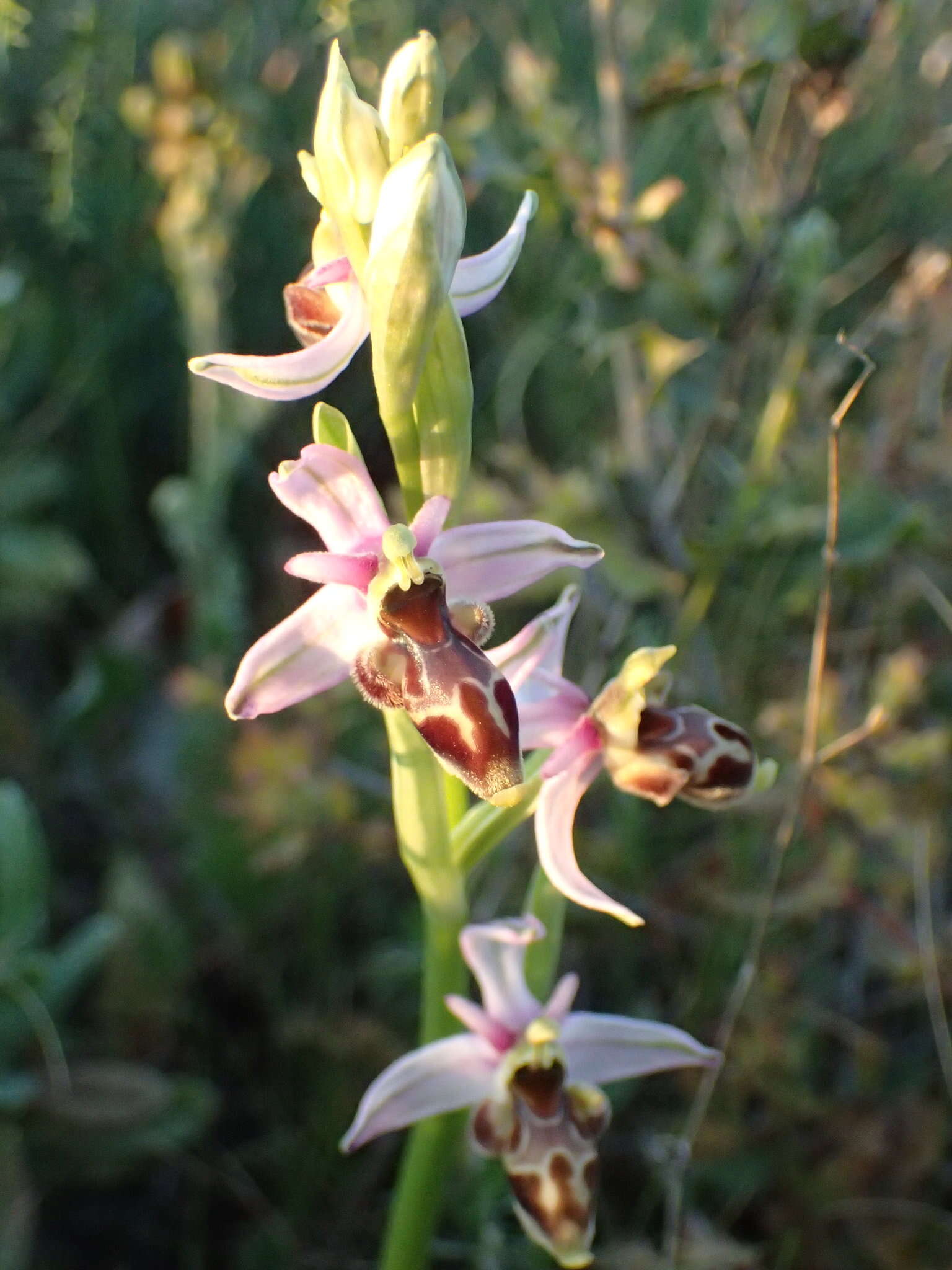 Image of Ophrys scolopax subsp. scolopax