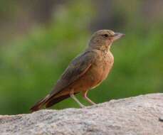 Image of Rufous-tailed Lark