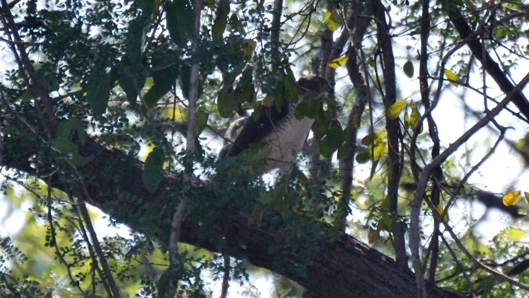 Image of Black Sparrowhawk