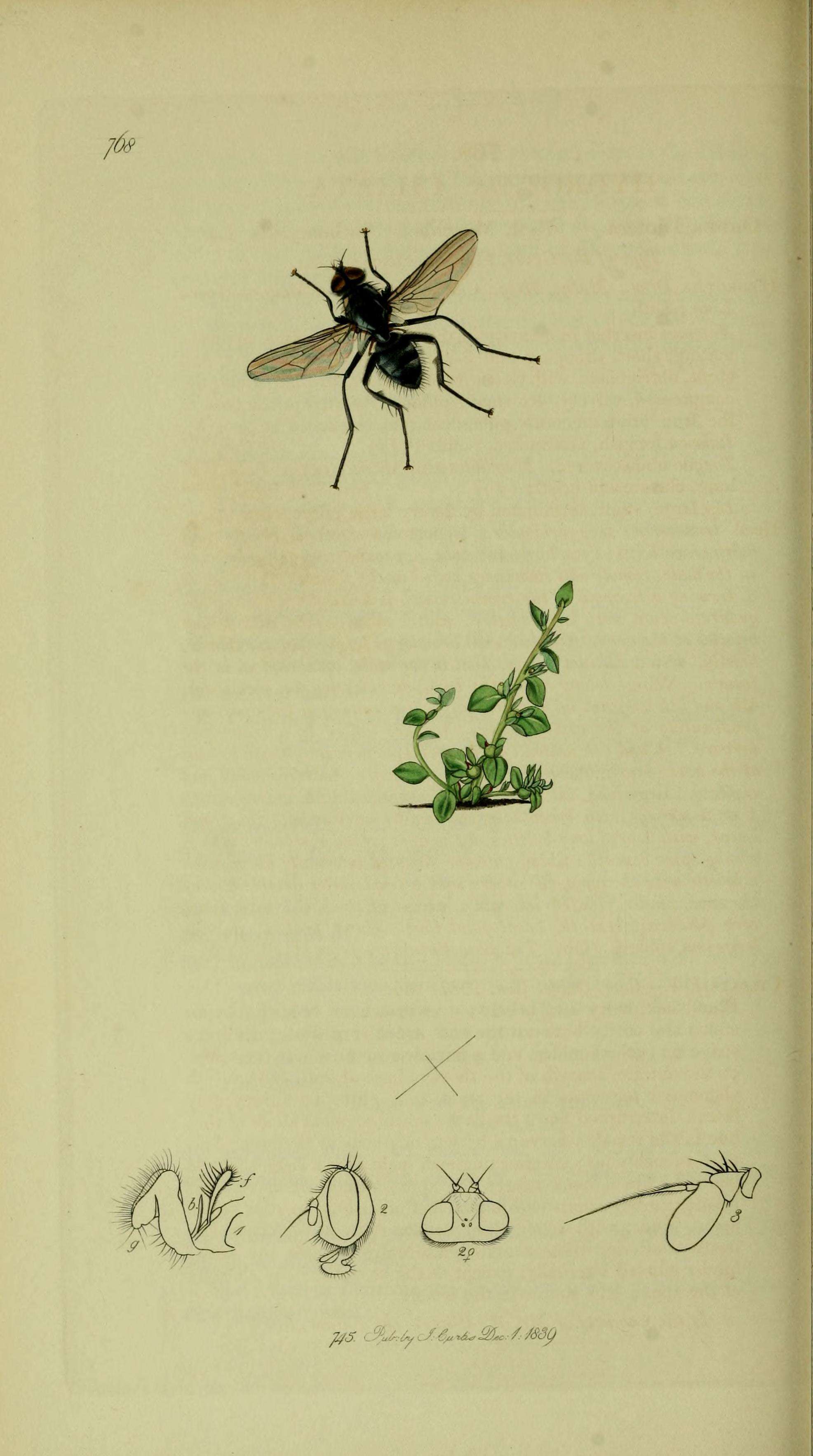 Image of Hydrotaea diabolus (Harris 1780)