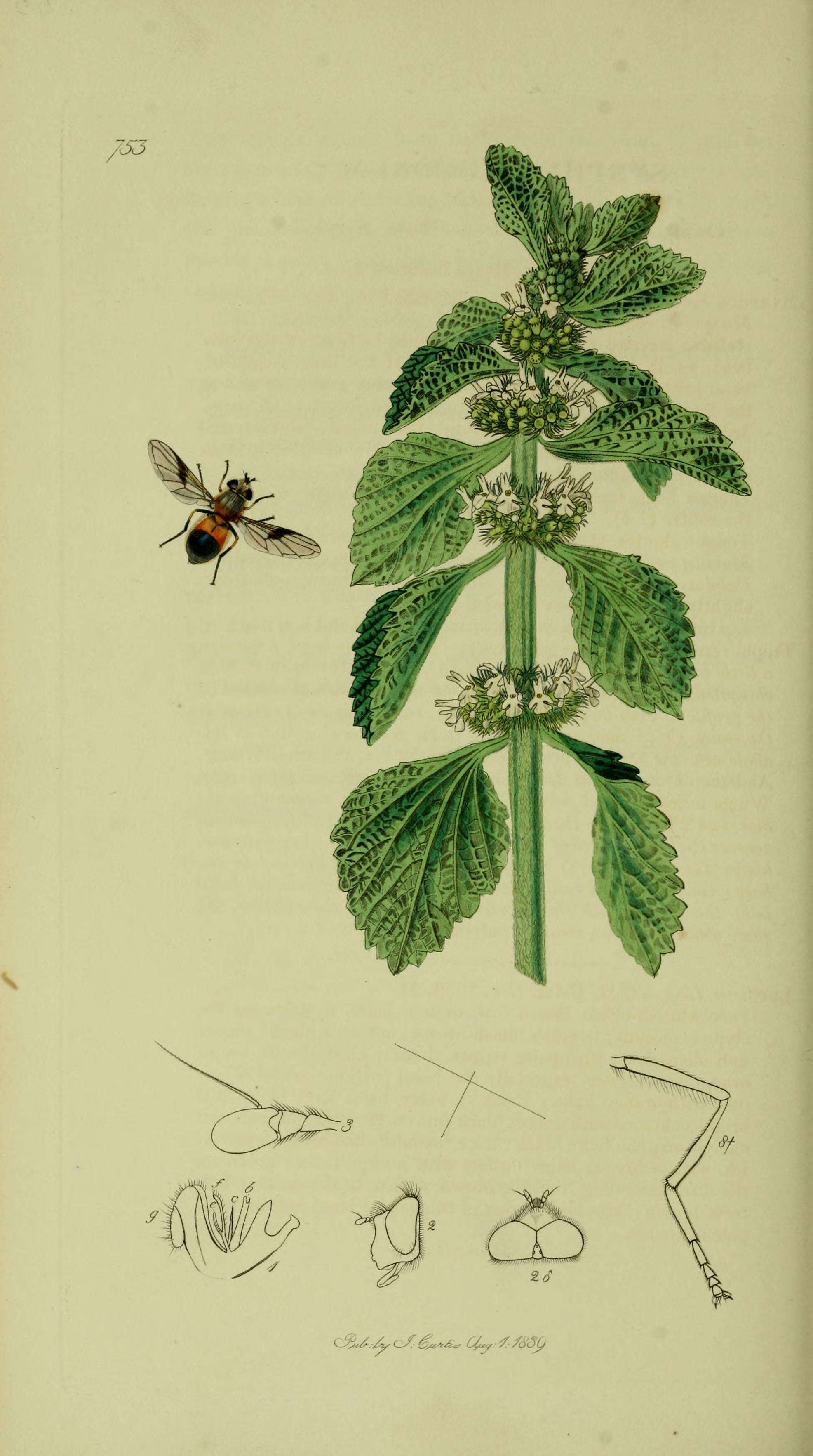 Image of Leucozona lucorum (Linnaeus 1758)
