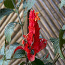 Sivun Ruellia chartacea (T. Anders.) D. C. Wassh. kuva