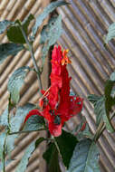 Image of Peruvian wild petunia