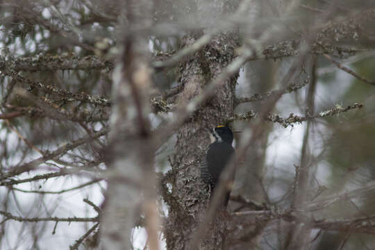 Image of Black-backed Woodpecker