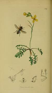 Image of Miltogramma punctata Meigen 1824