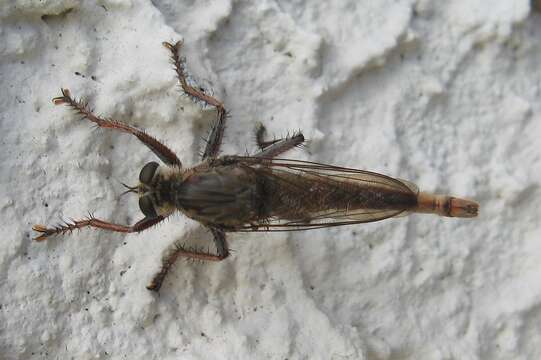 Image of Milbert's Proctacanthus