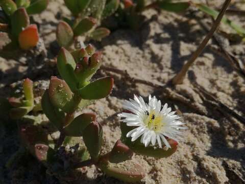 Image of Delosperma patersoniae (L. Bol.) L. Bol.