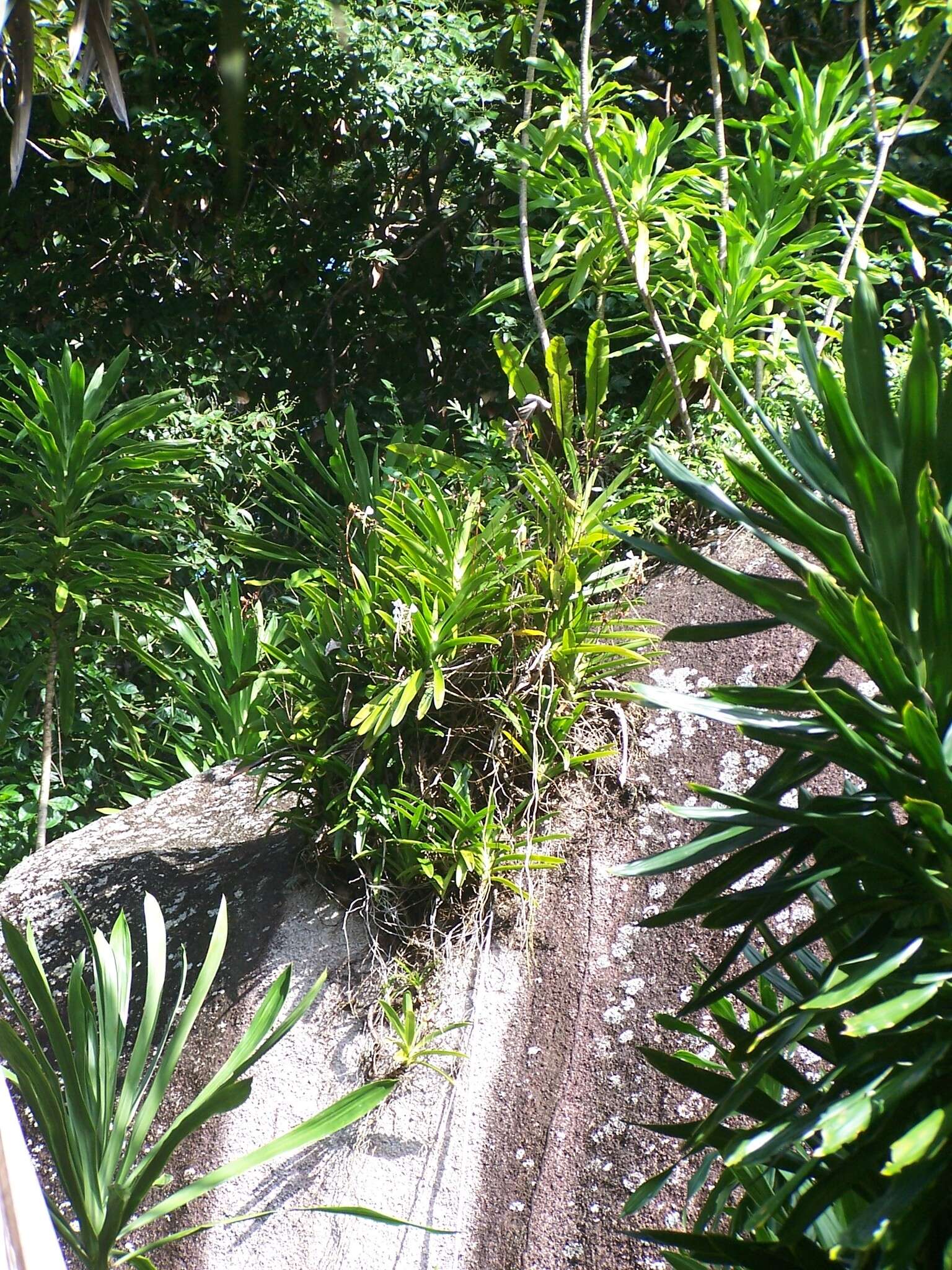 Image of Angraecum eburneum subsp. superbum (Thouars) H. Perrier