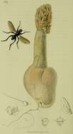 Image of Crumomyia nitida (Meigen 1830)