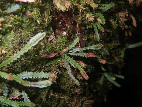 Image of toothed snailfern