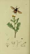 Hippobosca equina Linnaeus 1758的圖片
