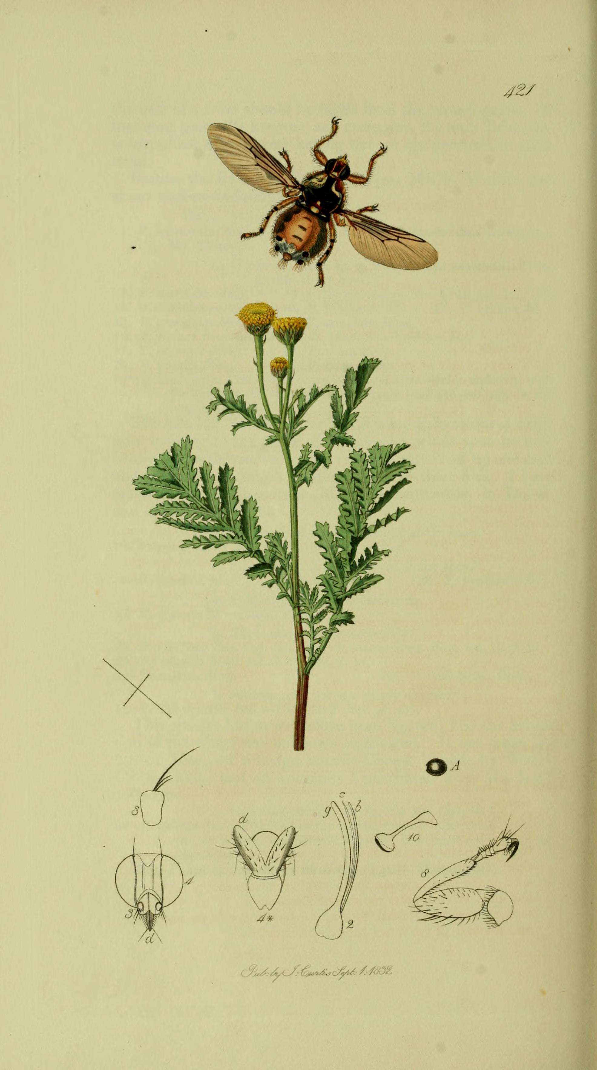 Image of Hippobosca equina Linnaeus 1758