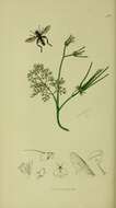 صورة Tropidia scita (Harris 1780)