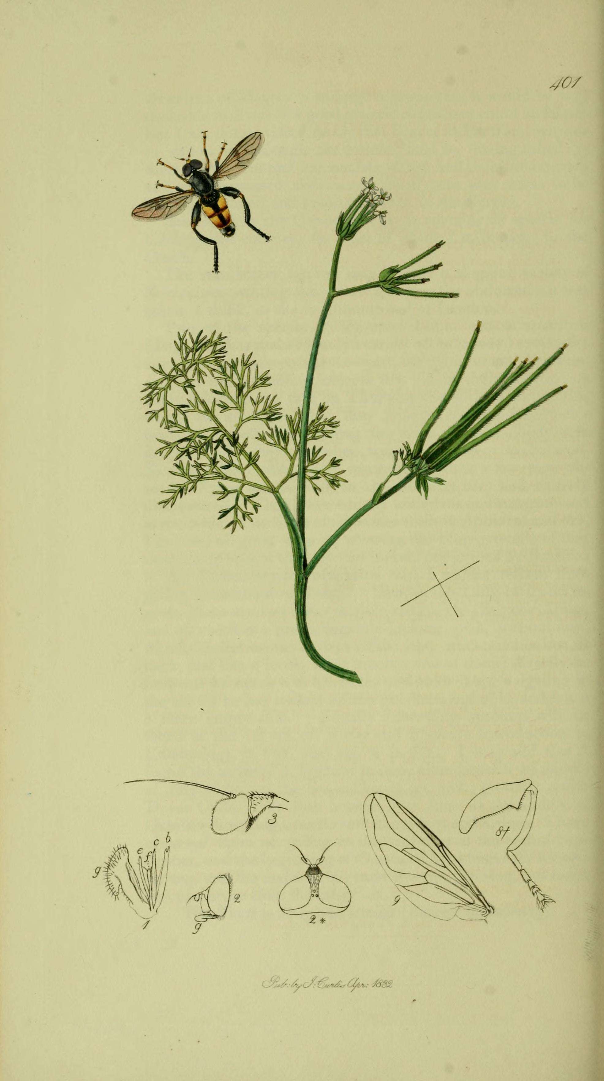 صورة Tropidia scita (Harris 1780)