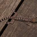 Image of Balu  Bow-fingered Gecko