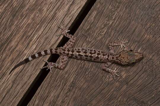 Image of Balu  Bow-fingered Gecko