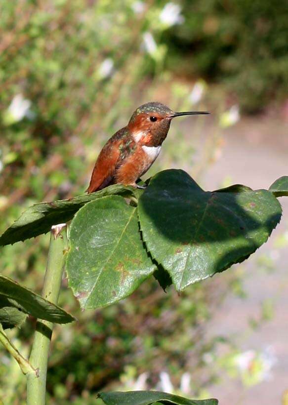 Image of Selasphorus Swainson 1832