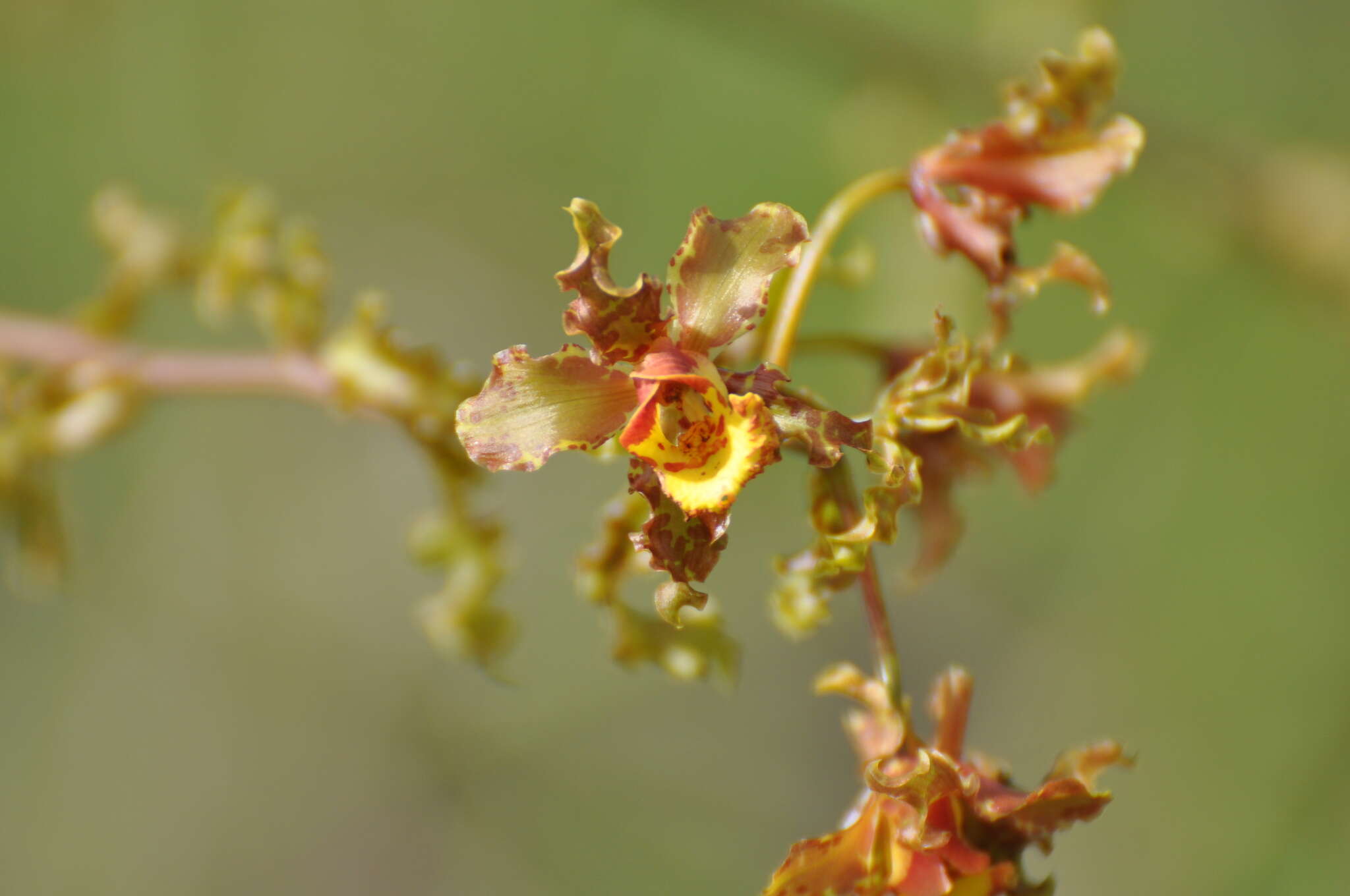 Image of Cyrtopodium holstii L. C. Menezes