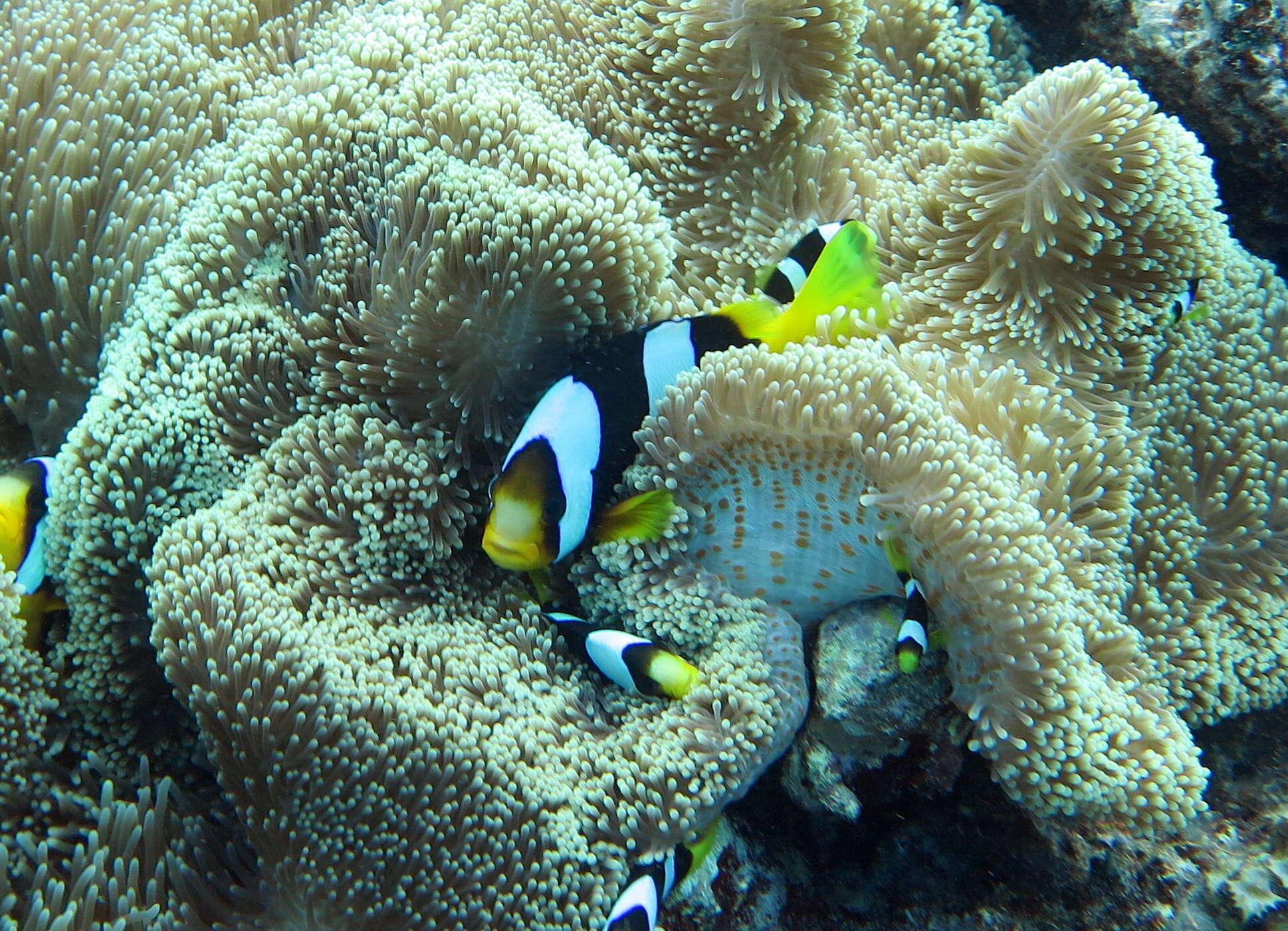 Plancia ëd Amphiprion clarkii (Bennett 1830)