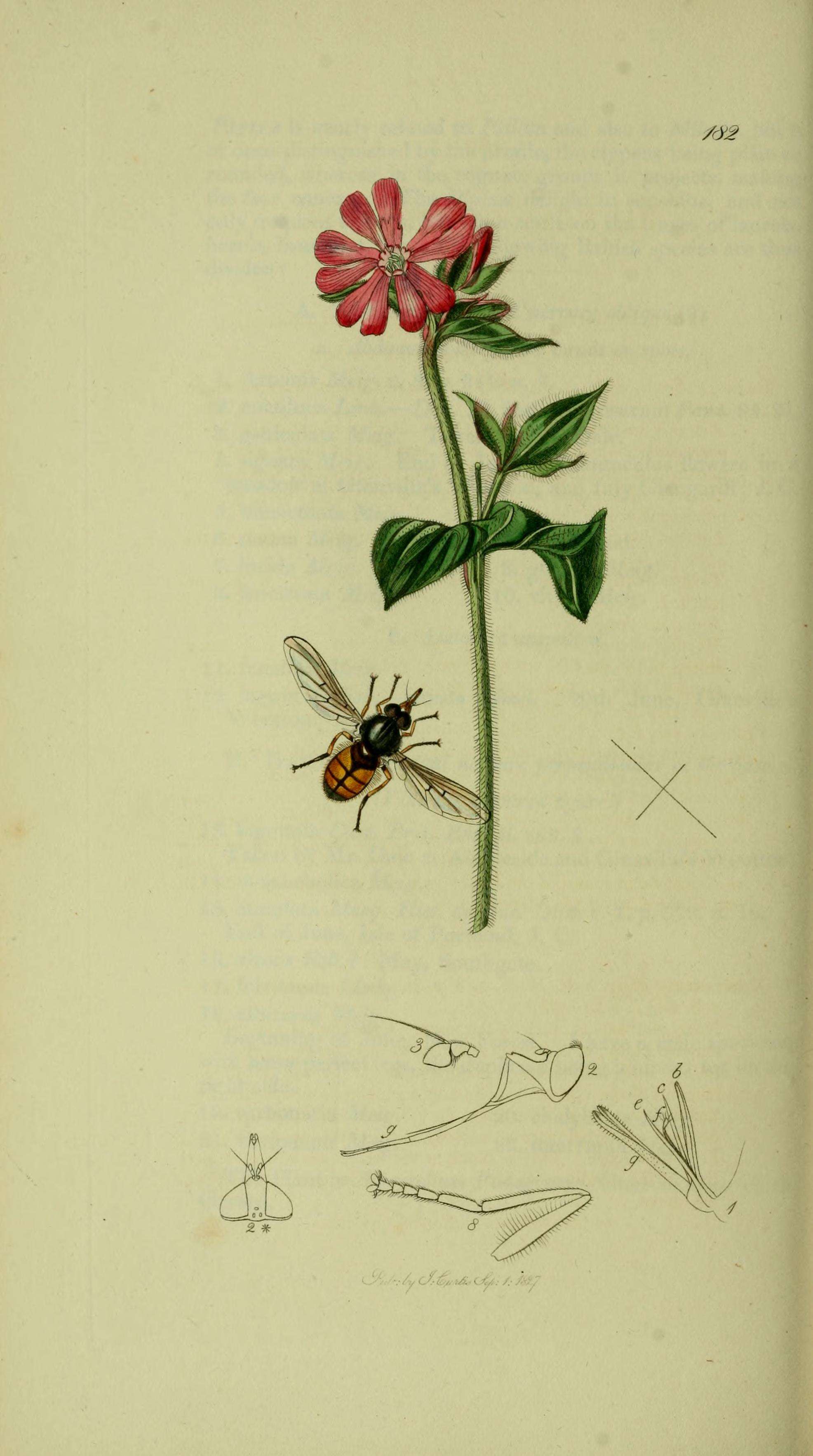 Image of Rhingia campestris Meigen 1822