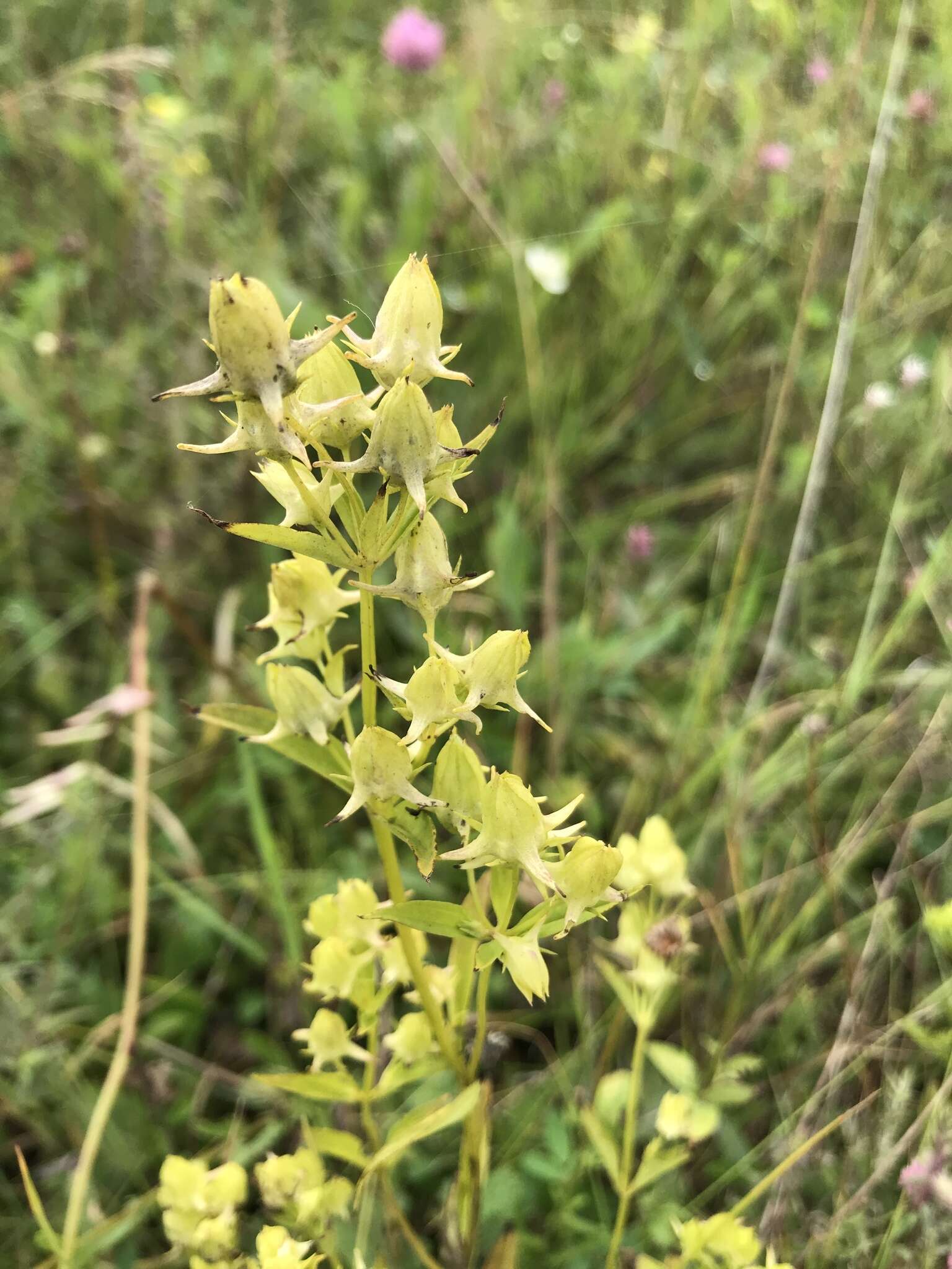 Image of Halenia corniculata (L.) Cornaz