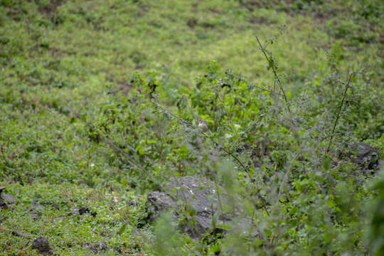 Image of Collared Warbling Finch