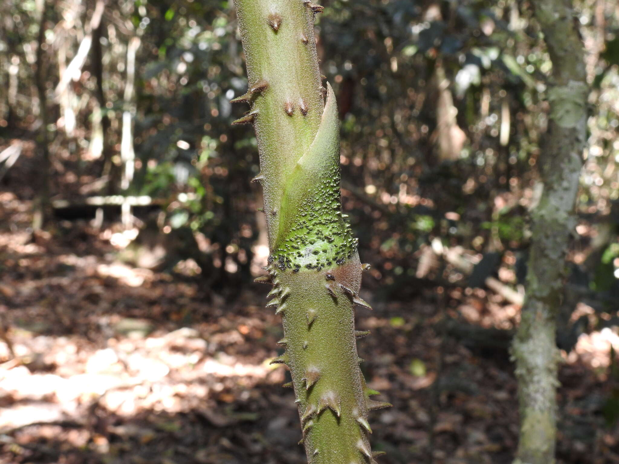 Image of Ripogonum brevifolium Conran & Clifford