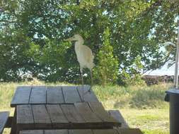 Image of Great Blue Heron