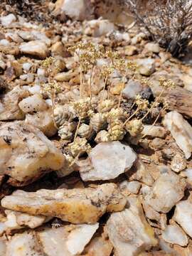 Image of Crassula deceptor Schönl. & Baker fil.