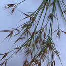 Image of Short-Bristle Horned Beak Sedge