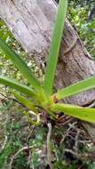 Image de Angraecum praestans Schltr.