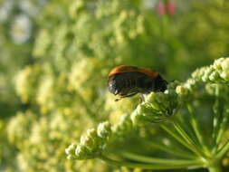 Image of Clytra laeviuscula