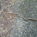 Image of black rat snake