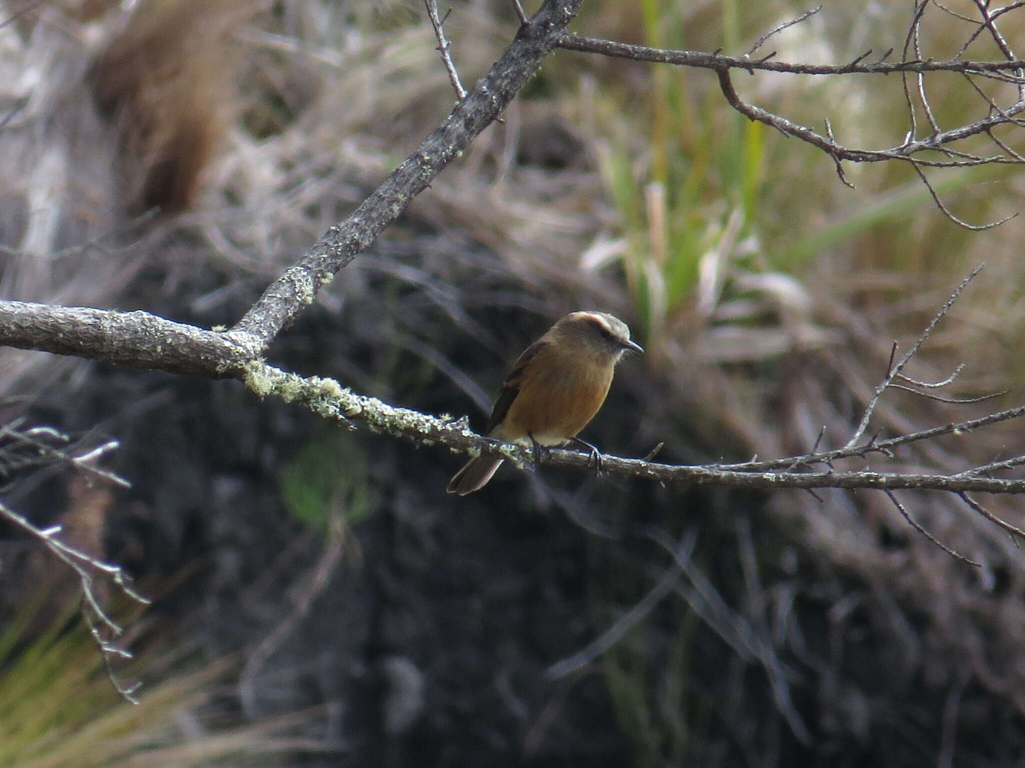 Image of Brown-backed Chat-Tyrant