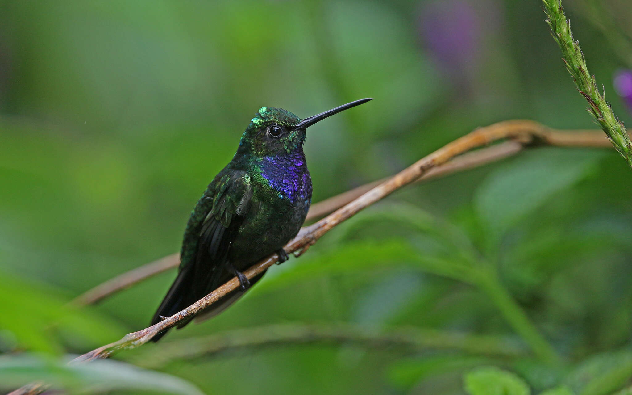 Image of Napo Sabrewing