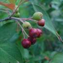 Image of hollyberry cotoneaster