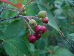 Image of hollyberry cotoneaster