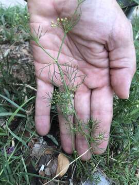 Image of Butler's sandparsley