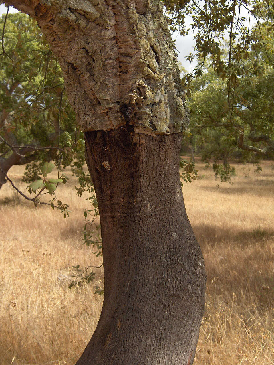 Image of Cork Oak