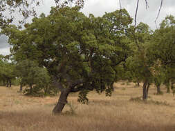 Image of Cork Oak