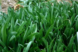 Image of Allium atropurpureum Waldst. & Kit.