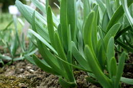 Image of Allium atropurpureum Waldst. & Kit.