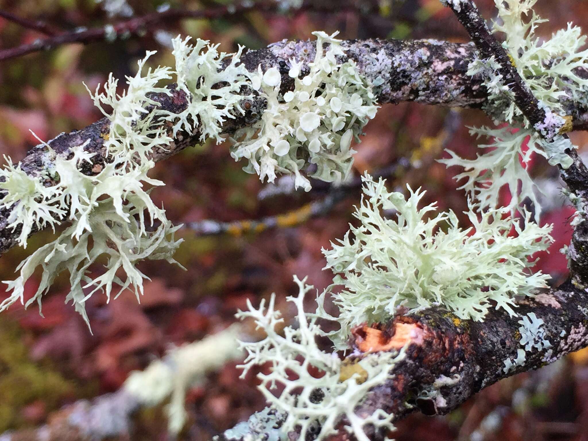 Imagem de Ramalina americana Hale