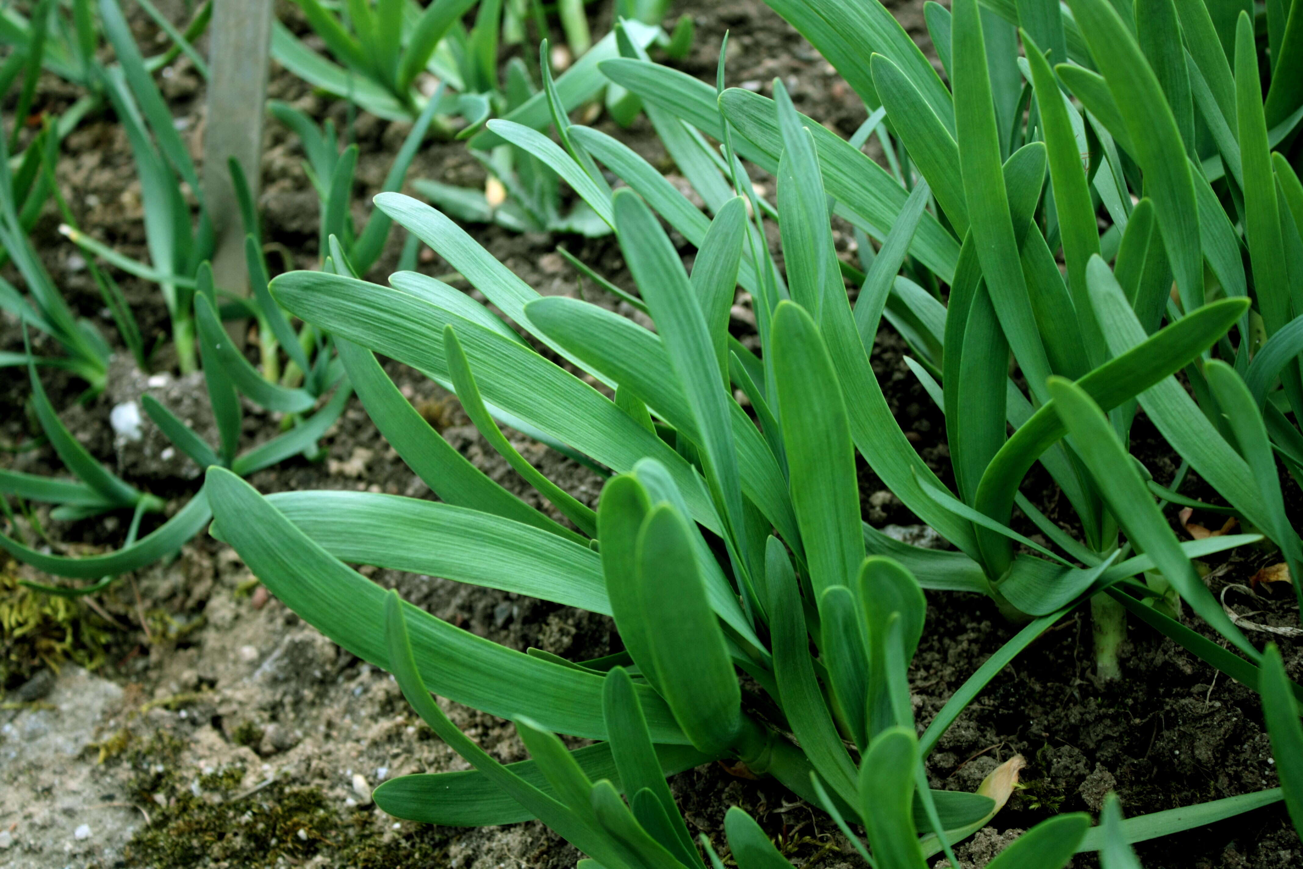 Image of Allium atropurpureum Waldst. & Kit.