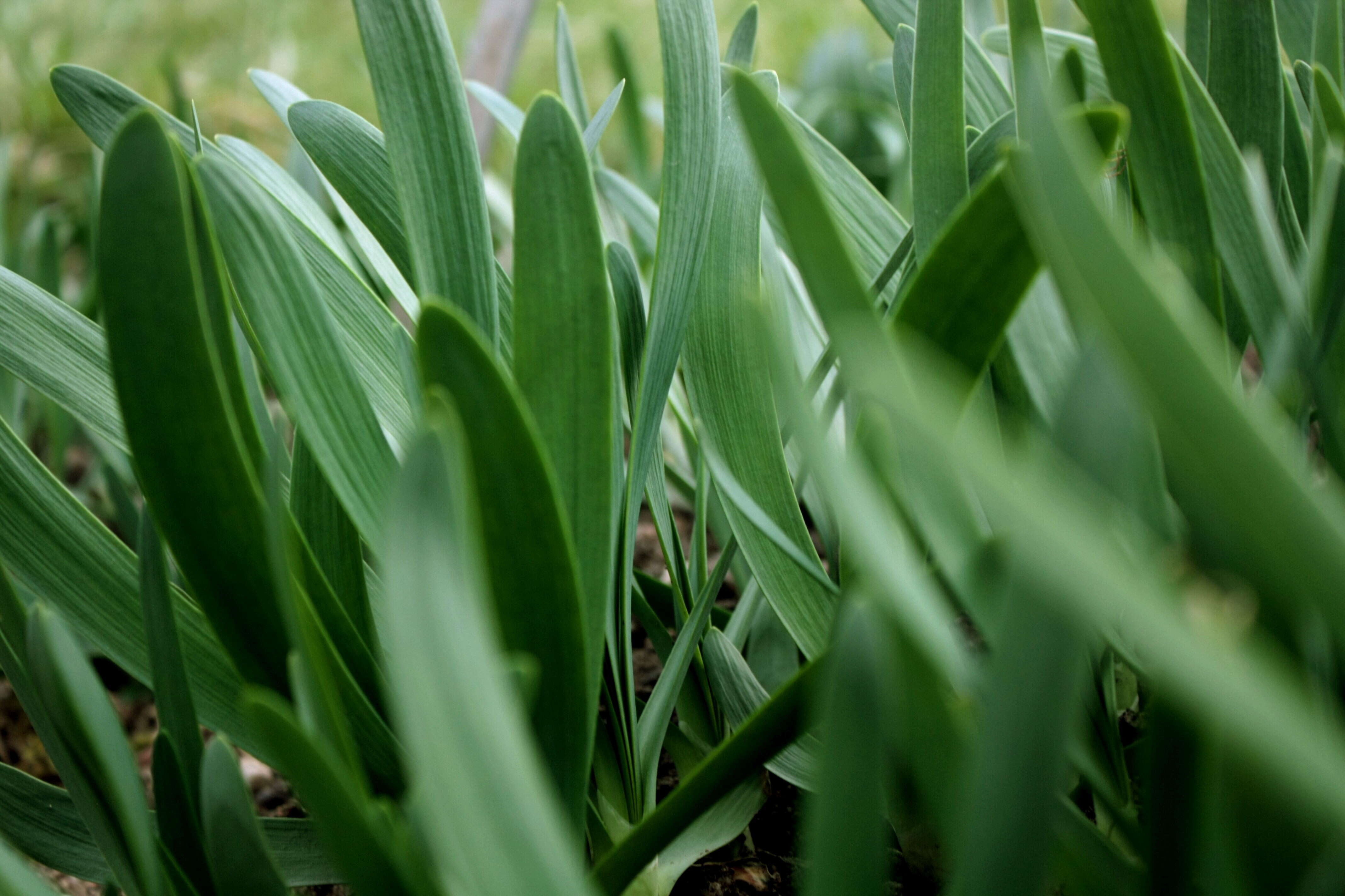 Image of Allium atropurpureum Waldst. & Kit.