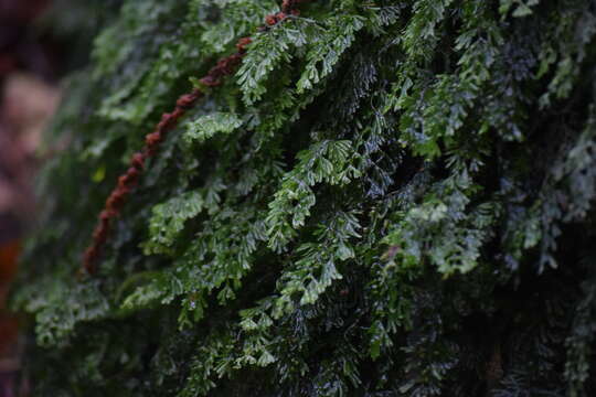 Hymenophyllum tunbrigense (L.) Sm. resmi