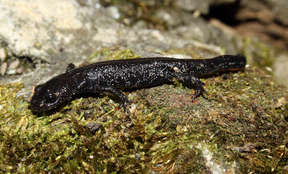 Image of Great Crested Newt