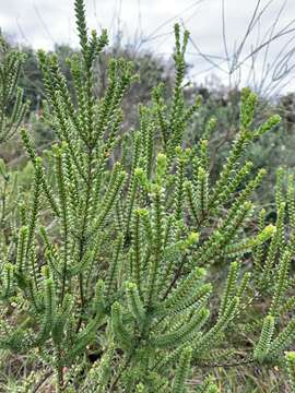 Imagem de Baeckea imbricata (Gaertner) Druce