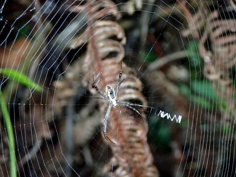 Image of Multi-coloured St Andrew's Cross Spider